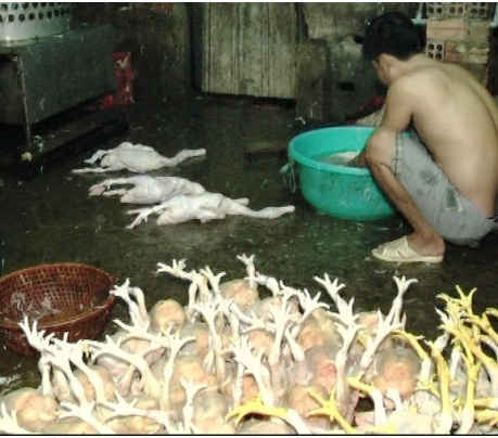 Hơn 600 cơ sở giết mổ gia súc, gia cầm đang hoạt động nằm lẫn trong khu dân cư