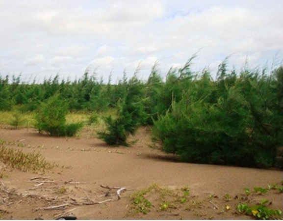 Để rừng dương ven biển phát triển tốt và làm lá chắn hiệu quả cần phải có sự quan tâm đầu tư hơn nữa của chính quyền địa phương 