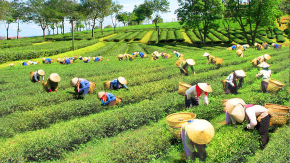 Một trong những nơi trồng chè lớn và tuyệt diệu nhất Tây Nguyên phải kể đến thị xã Gia Nghĩa (Đắk Nông).