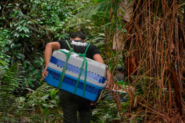 Khoác hộp đựng Tê tê vào rừng tái thả