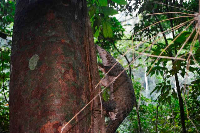 Tê tê trèo cây sau khi được tái thả