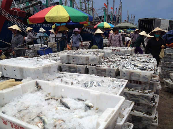 Ngư dân vận chuyển cá từ tàu xuống bến bãi tại cảng cá Lạch Quèn