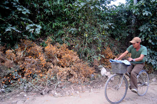 Người dân lưu thông qua khu vực này tiếc nuối cho những cây quất chết khô