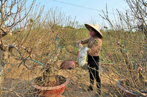 Hoa đào bắt đầu chớm nở