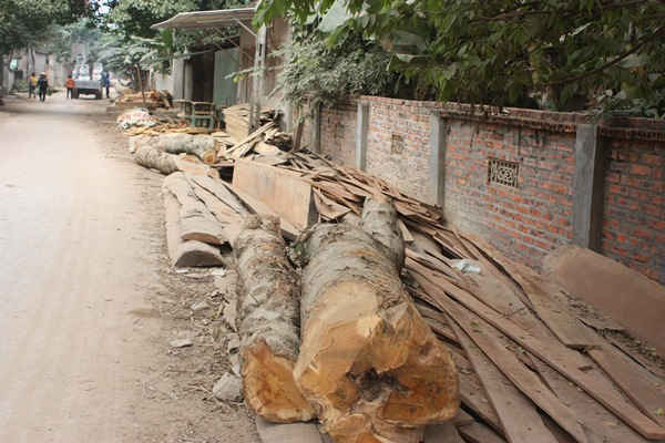 Gỗ mít được người dân Thanh Yên mua về tập kết để làm nhà thờ