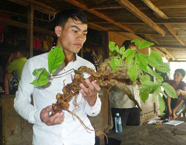 Sâm Ngọc Linh mang lại hiệu quả kinh tế cao cho người dân ở huyện Nam Trà My, tỉnh Quảng Nam