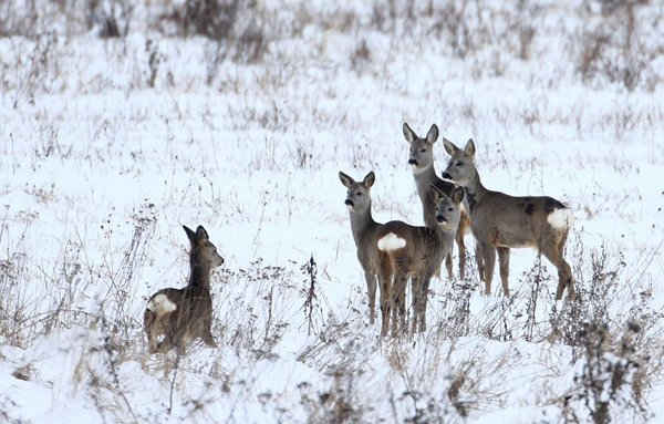 Con hoẵng tại Belarus. Ảnh: Vasily Fedosenko / Reuters