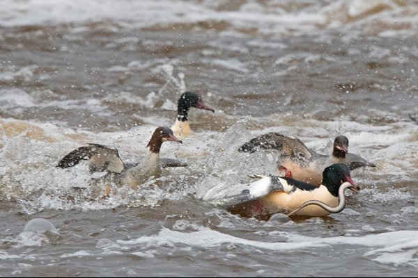 Vịt mỏ nhọn thường đánh bắt cá mút đá trên sông Nith ở Dumfries Scotland. Ảnh: David Tipling / Barcroft Images