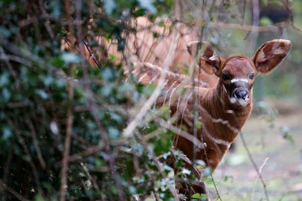 Một con bê sinh ra tại vườn thú Dublin, Ireland. Ảnh: Patrick Bolger / Dublin Zoo / PA
