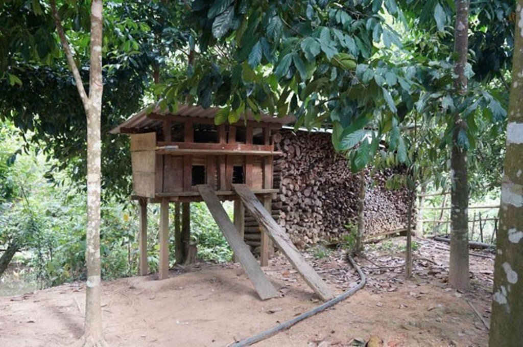Những chiếc chuồng gia cầm tinh tươm và không hề có mùi hôi được đồng bào Cơ Tu trong buôn sắp xếp ngăn nắp