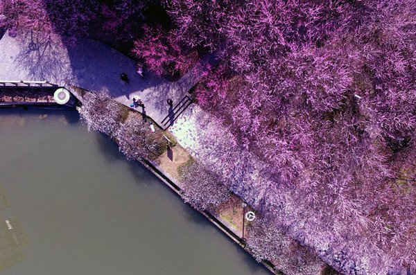 Hoa mận ở Xiangxi Tu và Miao Autonomous Prefecture, tỉnh Hồ Nam, miền Trung Trung Quốc. Ảnh: Xinhua / Barcroft Images