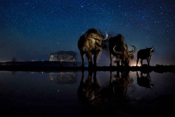 Hình ảnh chiến thắng giải ba ở hạng mục Thiên nhiên của World Press Photo Awards 2017. Ảnh: Bence Mate / Courtesy of World Press Photo Foundation / Reuters