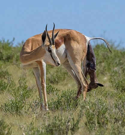Một con linh dương Nam Phi đang sinh con tại Vườn quốc gia Kgalagadi Transfrontier ở Botswana. Ảnh: Greatstock / Barcroft Images