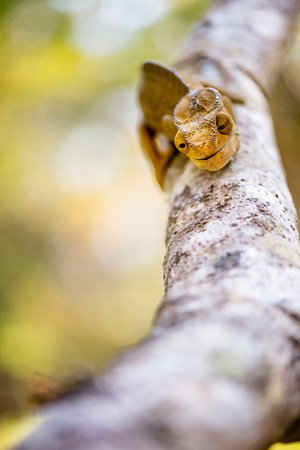 Một con tắc kè hoa ngồi trên cành cây ở Madagascar, châu Phi. Ảnh: Yulia Sundukova / Barcroft Image