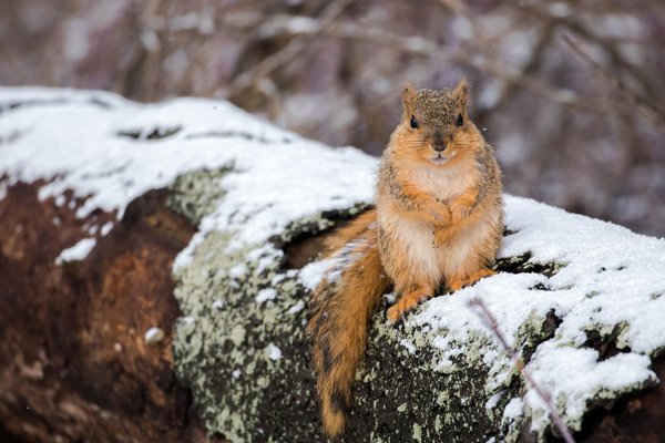 Một con sóc ở Michigan, Mỹ. Ảnh: Eric Wengert / Alamy Stock Photo