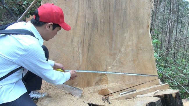Gốc cây pơ mu cổ thụ bị đốn hạ