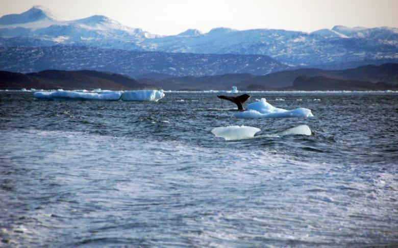 Một con cá voi nhảy xuống ngoài khơi bờ biển của thủ đô Nuuk của Greenland vào ngày 17/10/2012. Ảnh: REUTERS / Alistair Scrutton