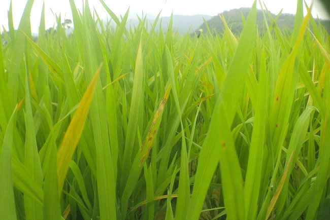 Cây lúa tốt dồn sau mưa có nguy cơ bùng phát nhiều sâu, bệnh hại.