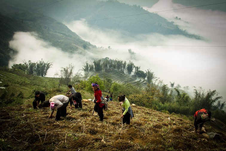 Bà con vùng cao Lào Cai trồng cây trên đắt rừng mới khai thác xong gỗ nguyên liệu giấy 