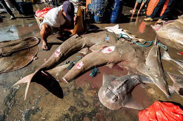 Ngư dân Indonesia tiến hành bắt cá, bao gồm cả cá mập tại một làng chài ở Brondong, Đông Java. Ảnh: Juni Kriswanto / AFP / Getty Images