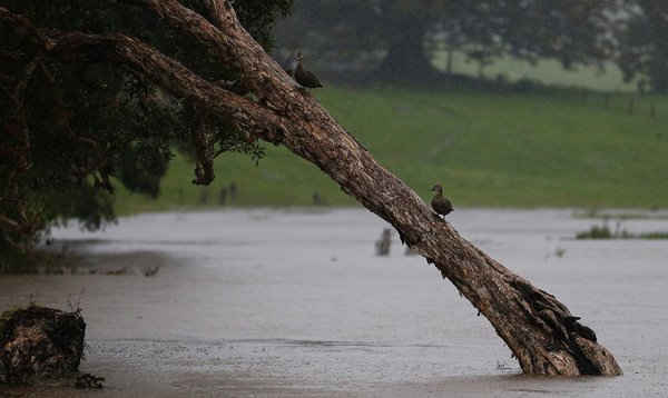 Hai con vịt tìm nơi ẩn náu trên cây ở Billinudgel, Australia sau cơn bão Debbie mới đây. Hình ảnh: Jason OBrien / Getty Images