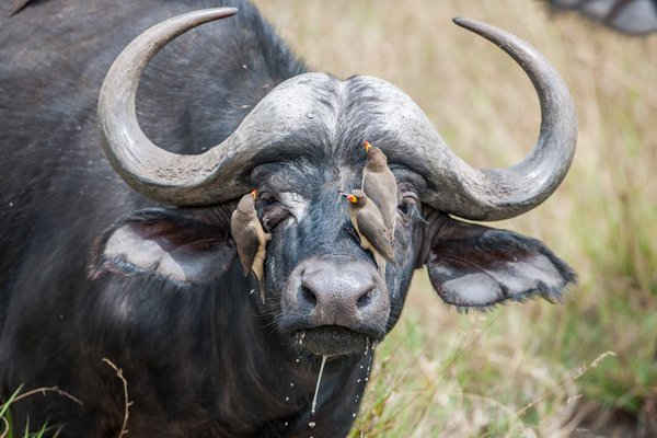 Những chú chim đậu trên mặt một con trâu châu Phi ở Masai Mara, Kenya. Ảnh: Ingo Gerlach / Barcroft Images