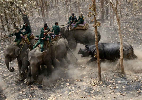 Tê giác một sừng quý hiếm tấn công đội kiểm lâm Nepal sau khi được thả ra từ Vườn quốc gia Chitwan, cách phía Nam thủ đô Kathmandu khoảng 155 dặm. Ảnh: Prakash Mathema / AFP / Getty Images