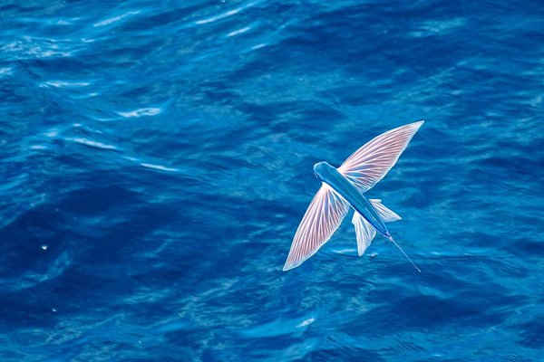Hình ảnh hiếm: Cá chuồn bay qua vùng biển Đại Tây Dương, ngoài khơi Mauritania, Bắc Phi. Ảnh: Anthony Pierce/Barcroft Images