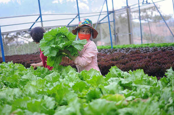 Rau thủy canh tại HSX Đà Lạt. Ảnh: D.Q