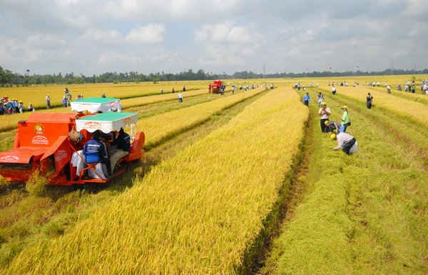 Theo Bộ NN&PTNT, khuyến khích tích tụ, tập trung đất đai nhằm nâng cao hiệu quả sản xuất nông nghiệp cần có cơ chế chính sách thúc đẩy tích tụ, tập trung đất đai. Ảnh: Lê Hoàng Vũ