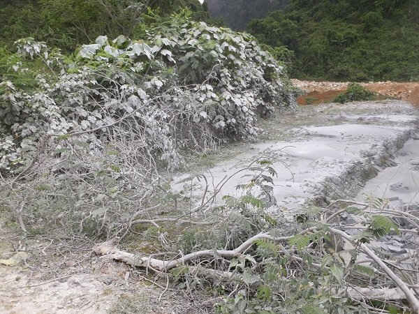 Cỏ cây sát đường phủ trắng bởi lớp bụi đá
