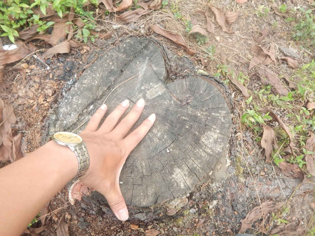 Nhiều gốc thông hàng chục năm tuổi với đường kính từ 25- 30cm bị đốn hạ không thương tiếc