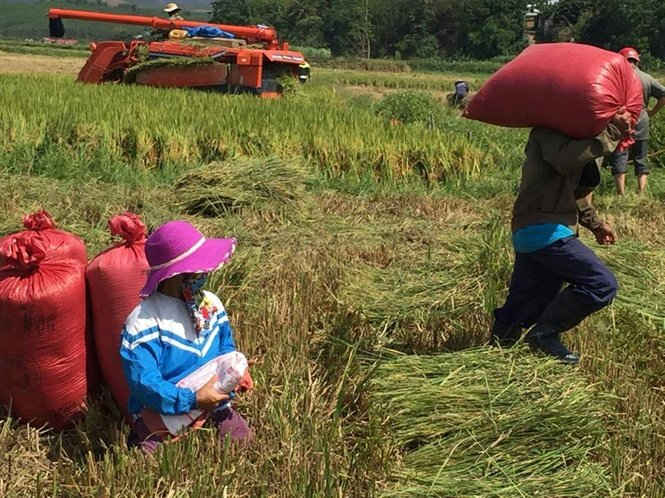 Mất mùa là tình hình chung của bà con nông dân ở xã Sa Nghĩa