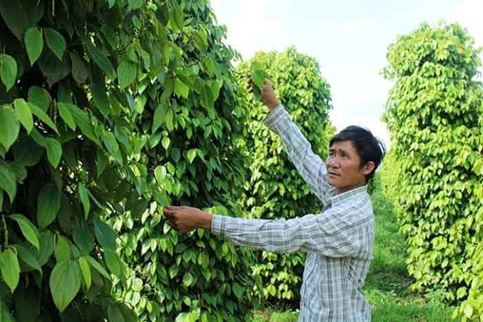 Hồ tiêu nhiễm bệnh khiến người dân thiệt hại hàng chục triệu đồng mỗi năm