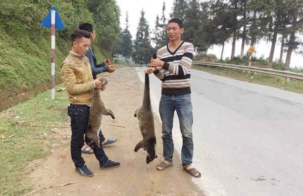 Động vật hoang dã ở Sa Pa