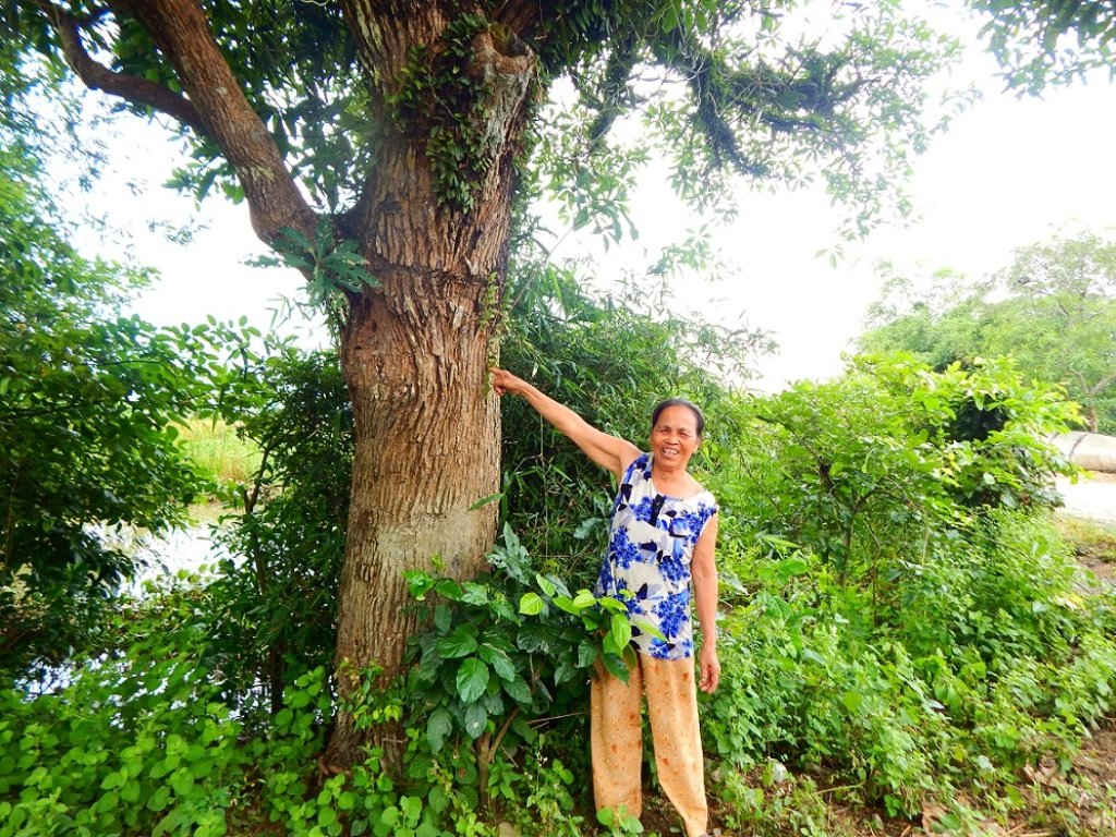 Gốc cây lộc vừng cổ thụ có tuổi đời hơn 200 năm