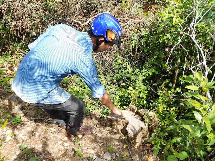 Một cây gỗ có đường kính 30cm bị cưa hạ.
