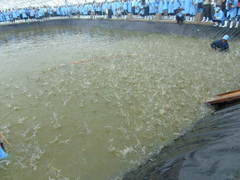 Mô hình nuôi tôm ứng dụng công nghệ cao tại huyện Hòa Bình, tỉnh Bạc Liêu.