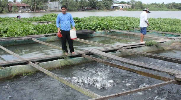 Ông Bảy Bon cho cá ăn.