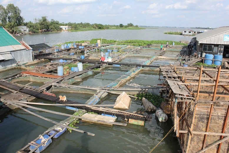  Một góc mảng bè của ông Bảy Bon - địa chỉ tham quan du lịch hấp dẫn ở vùng sông nước.