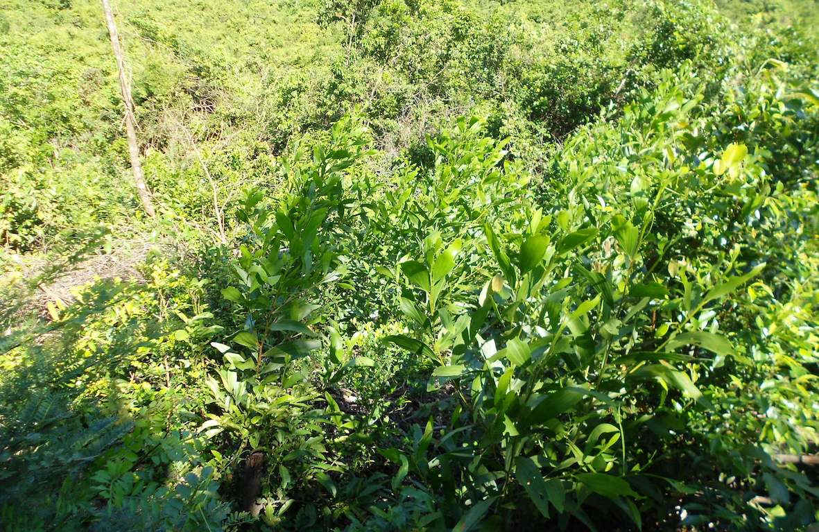 Nhiều cây rừng bị đốn hạ, sau đó được các đối tượng phá rừng trồng cây keo lai để xâm canh. Trong ảnh: Một khoảnh rừng tự nhiên trước đây nằm ở tục danh Chiêu Liêu, phía Tây Nam hồ Cây Thích được thay thế bằng cây keo lai.