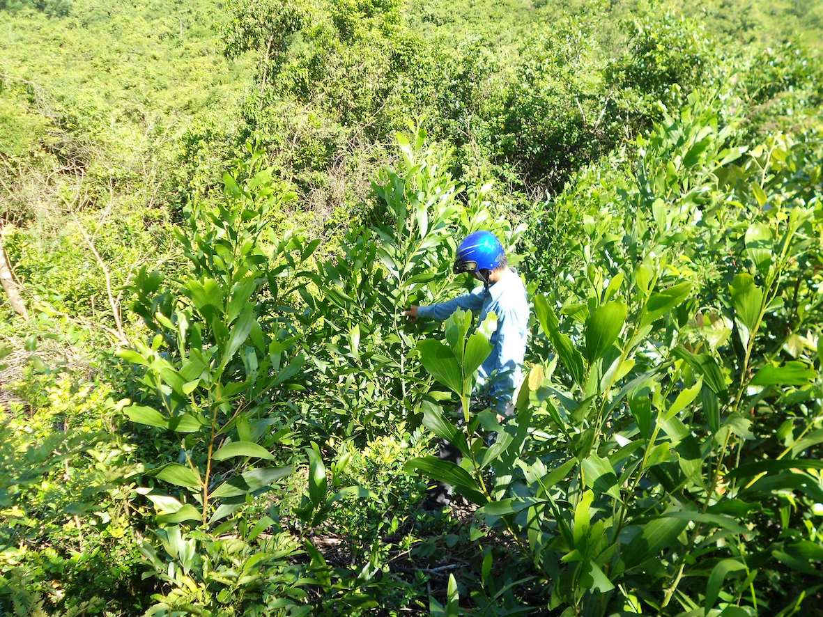 Cây keo lai được trồng vào cuối năm 2016 phát triển xanh tốt ở phía Tây Nam khu vực quy hoạch rừng phòng hộ đầu nguồn hồ Cây Thích.