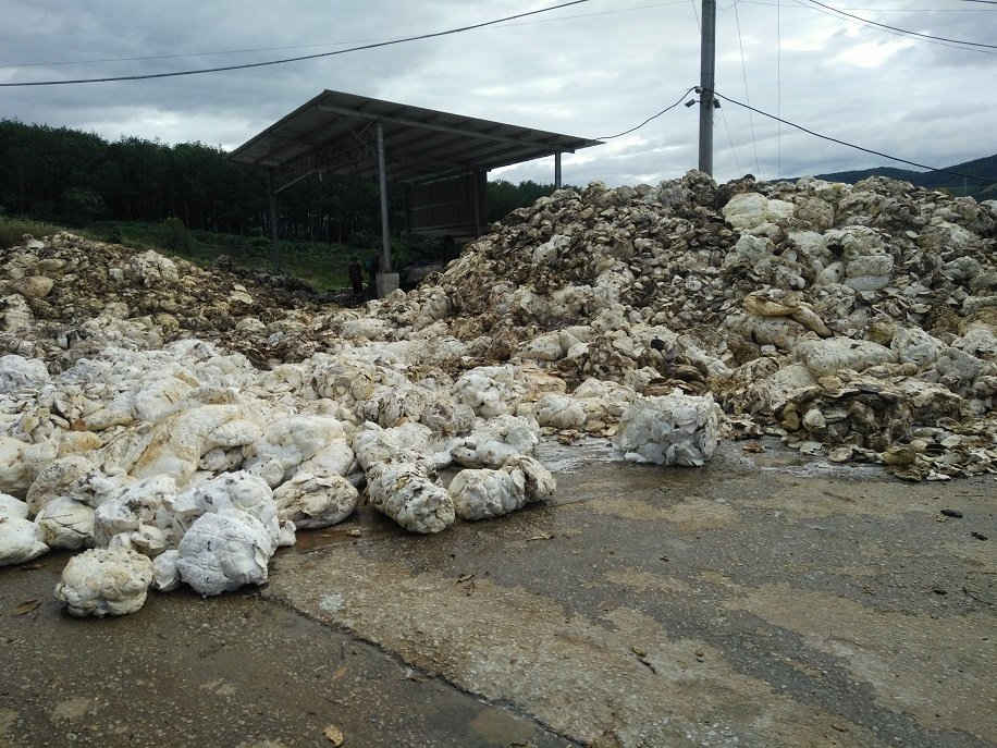 Cty Thuận Lợi vẫn thu mua mủ và hoạt động trở lại bình thường, bất chấp lệnh đình chỉ hoạt động của Bộ TN&MT