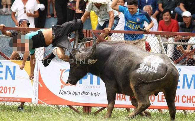 19 con trâu âm tính với chất kích thích.