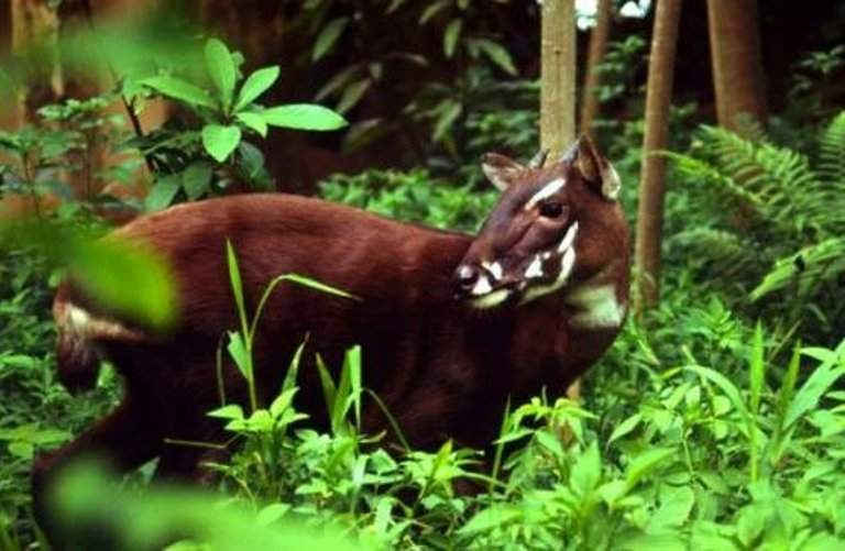 Sao la còn được gọi là kỳ lân châu Á bởi nó hiếm khi được nhìn thấy và được nhận diện sau khi được phát hiện vào năm 1992