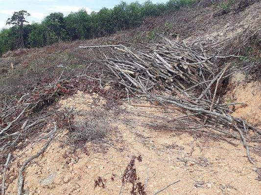 Những cây gỗ lớn đã bị tẩu tán khỏi hiện trường, chỉ còn sót lại củi nhỏ