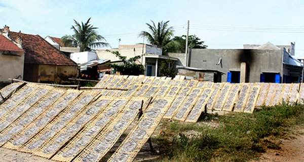 Làng nghề bánh tráng chợ Lầu ( huyện Bắc Bình)  đang gây ô nhiễm môi trường nghiêm trọng