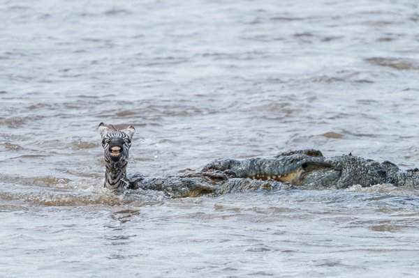 Cá sấu tấn công ngựa vằn khi con ngựa cố băng qua con sông ở Masai Mara, Kenya. Ảnh: Ingo Gerlach / Barcroft Images