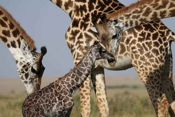 Một con hươu cao cổ hướng về phía hươu con ở Masai Mara, Kenya. Ảnh: Robyn Preston / Barcroft Images
