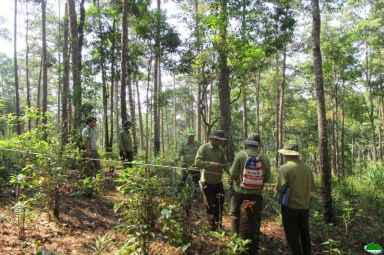 Đảm bảo cách thức để doanh nghiệp thu lợi ích nhờ quản lý bền vững rừng tự nhiên. Ảnh: MH